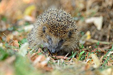 崖边小镇冒险游戏《断崖的卡尔姆》新预告分享